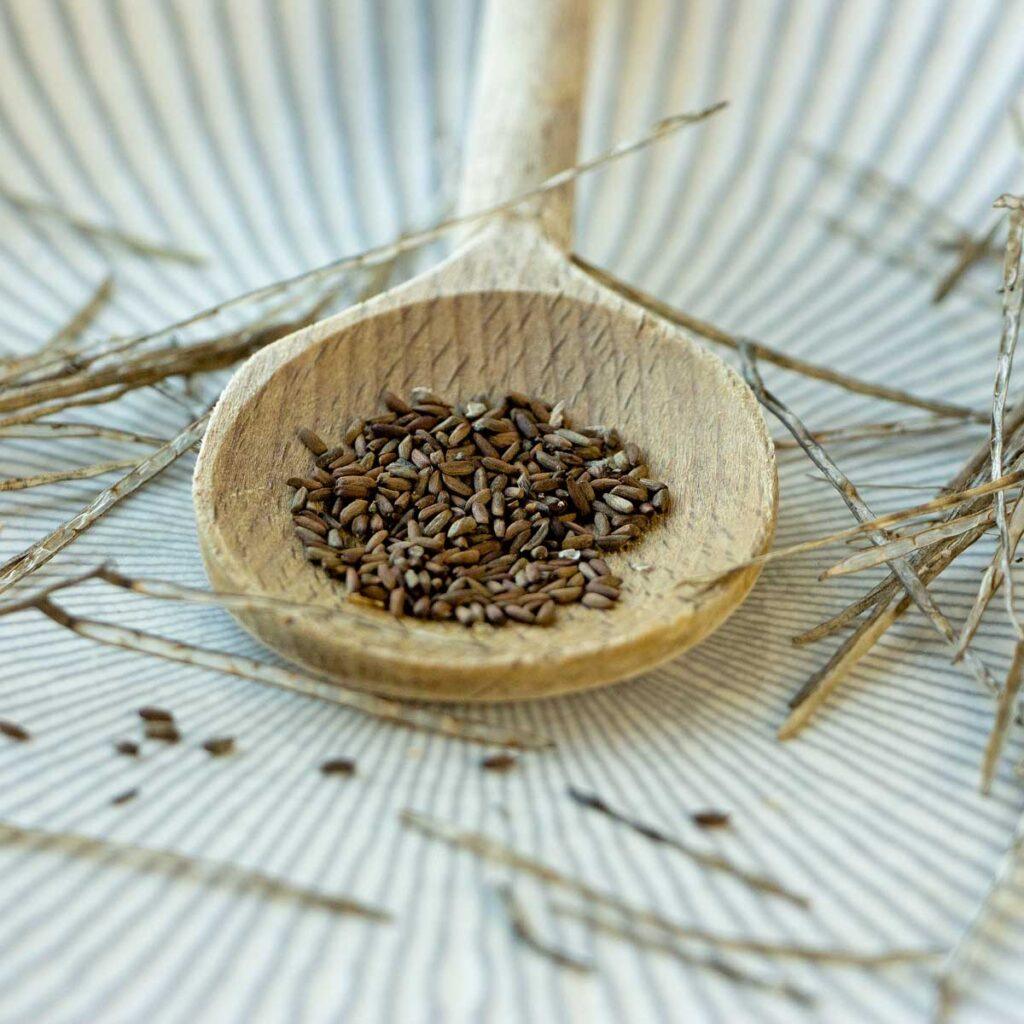 Knoblauchsrauke essbare Wildsamen Herbal Hunter digitales Herbarium