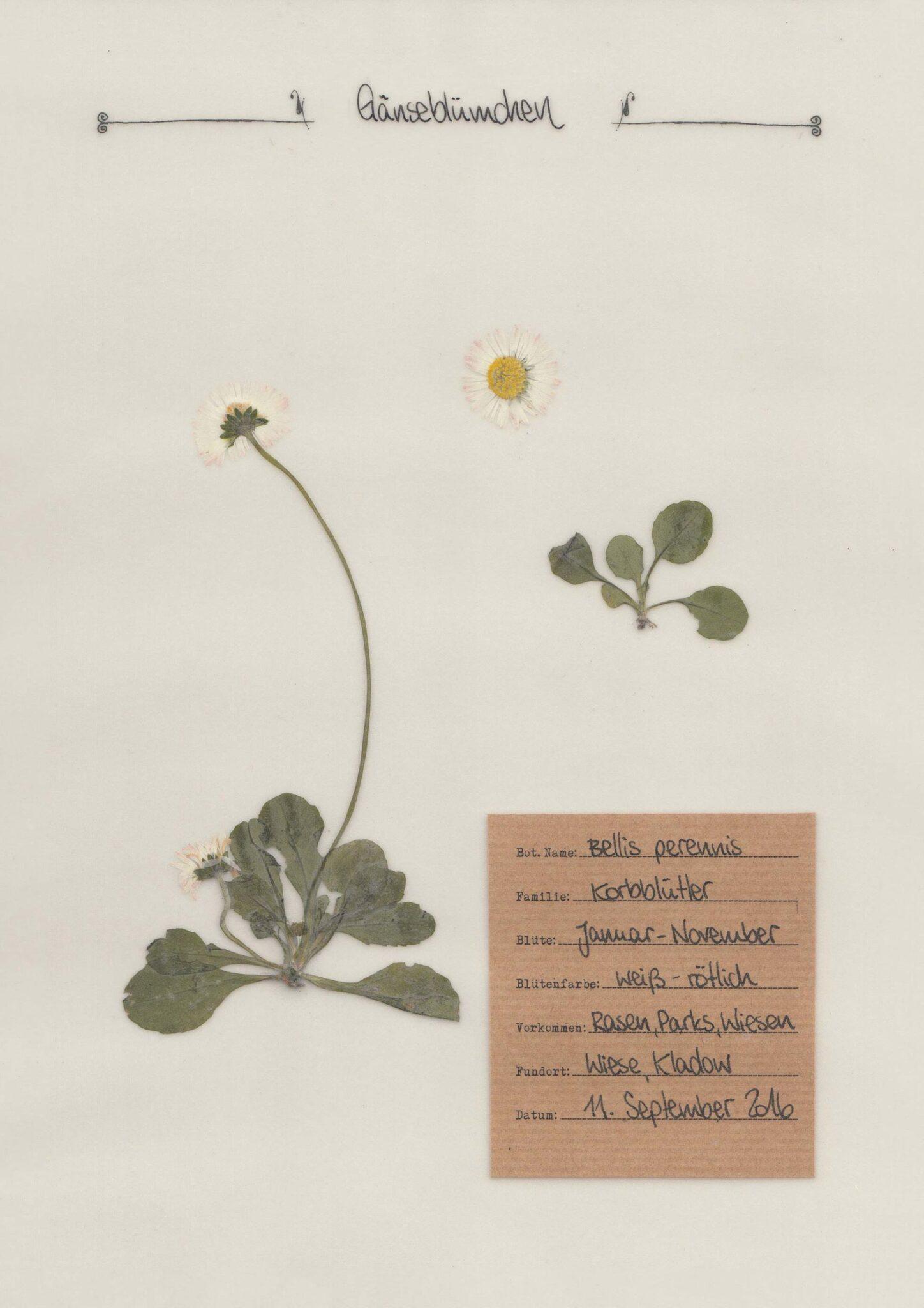 Der Gänseblümchen im Herbal Hunter Herbarium
