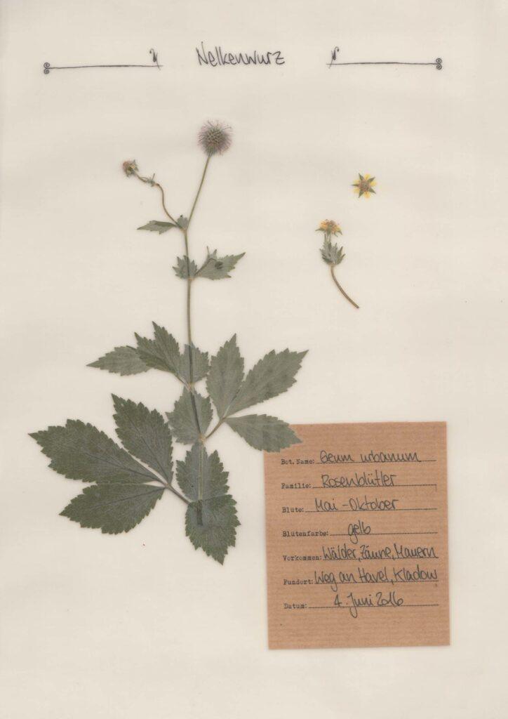 Die Echte Nelkenwurz – Herbal Hunter Herbarium