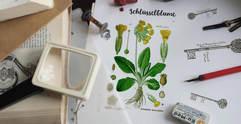 Herbal Hunter – Gruene Stunde Naturkundemuseum Potsdam - Schlüsselblume