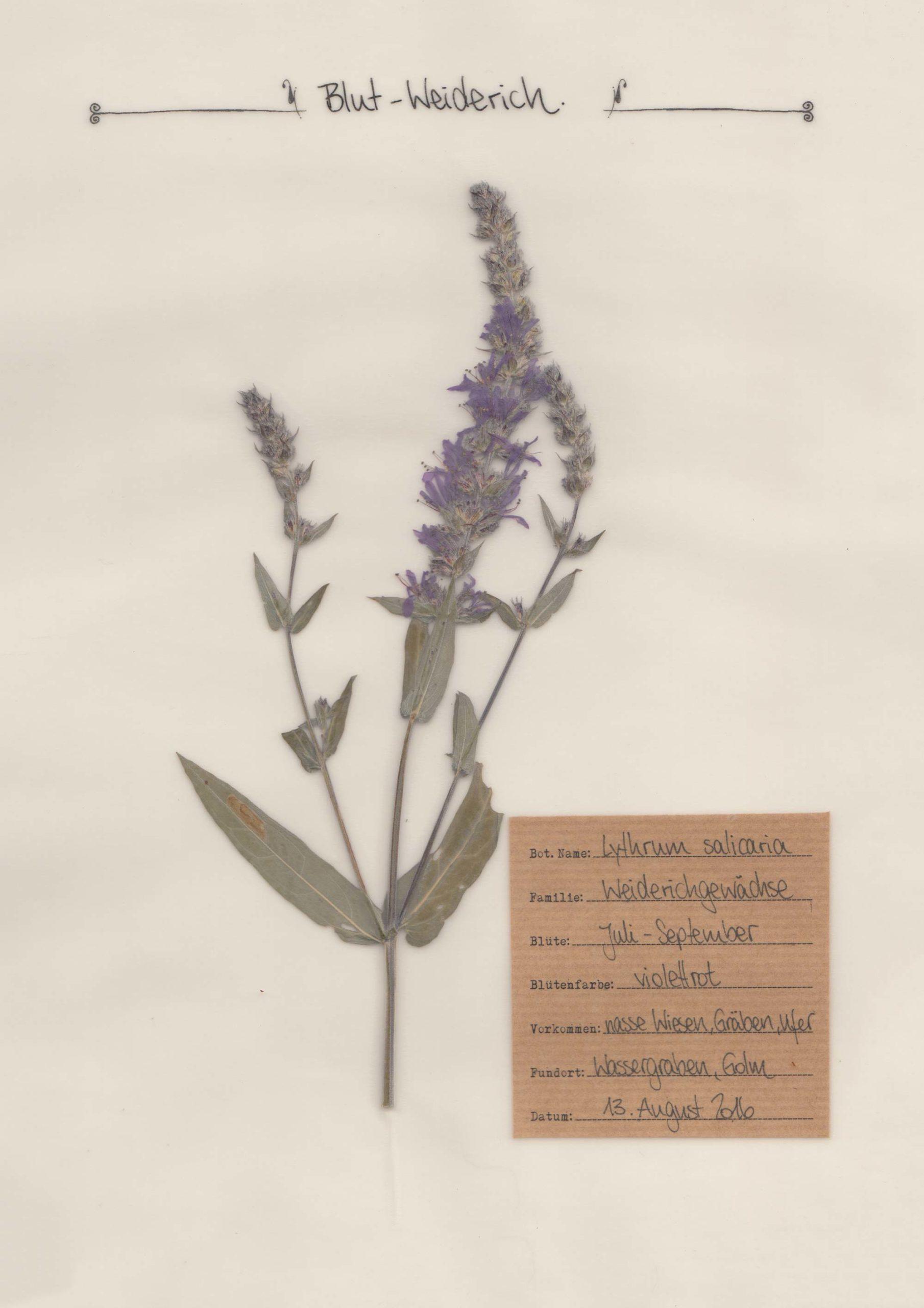 Der Blut-Weiderich im Herbal Hunter Herbarium