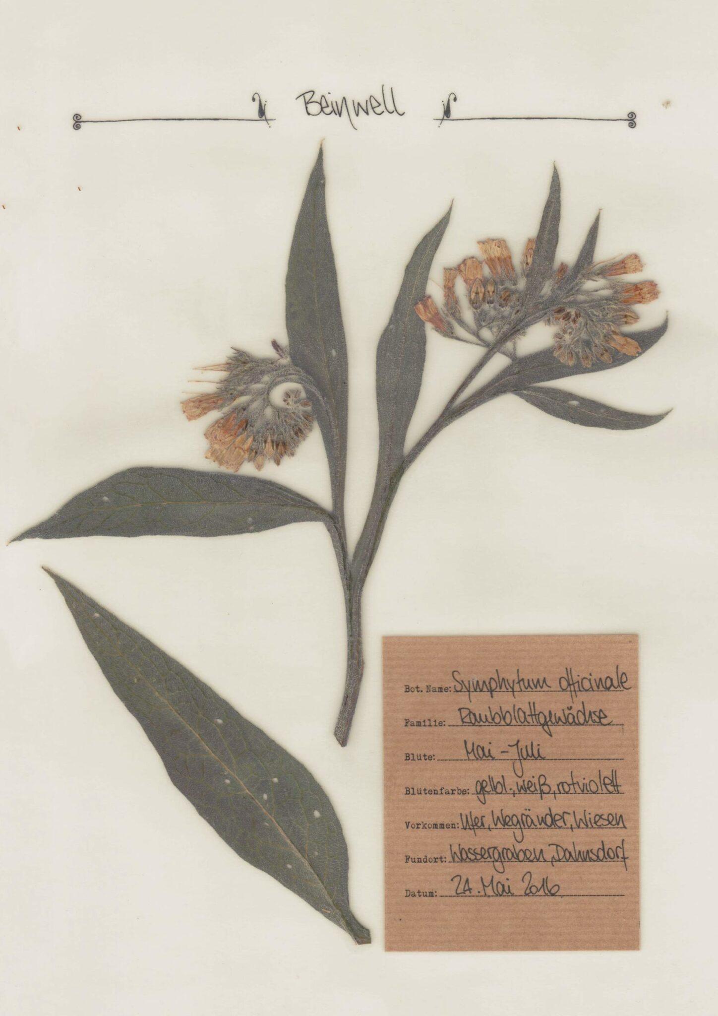 Echter Beinwell – Herbal Hunter Digitales Herbarium