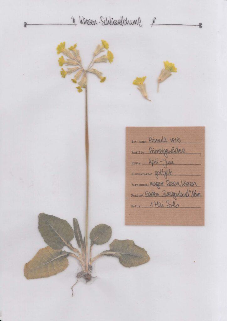 Die Schlüsselblume im Herbal Hunter Herbarium