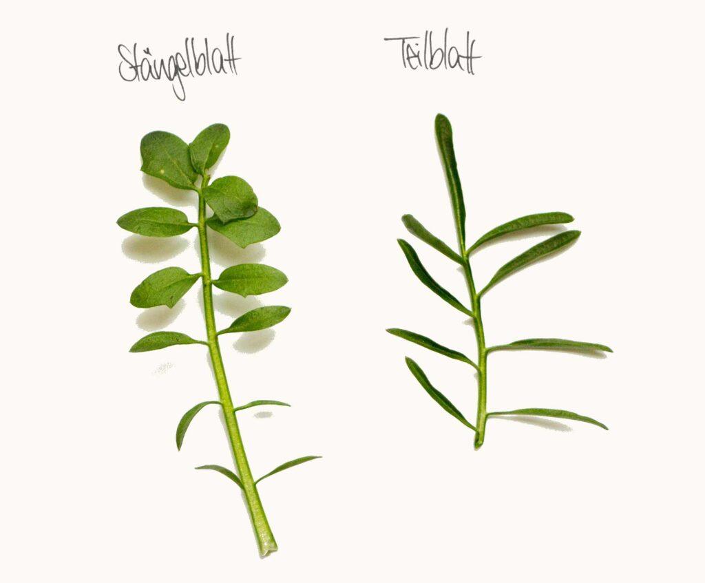 Herbal Hunter. Kräuterblog. Kräuterwanderungen in Potsdam. Digitales herbarium. Wiesen-Schaumkraut. Pflanzenportrait