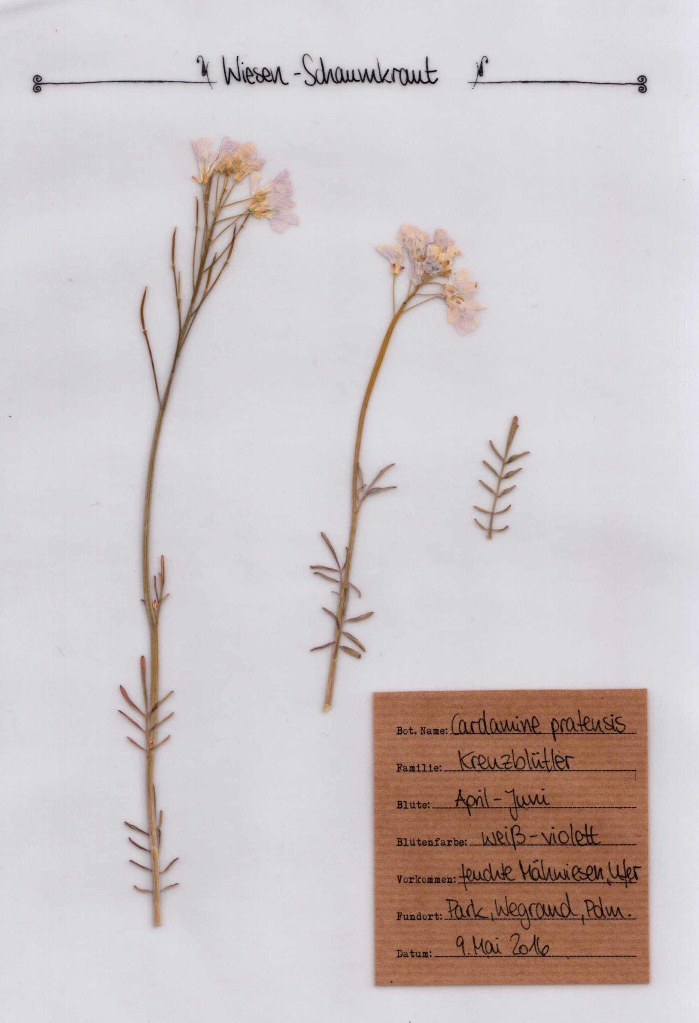 Das Wiesenschaumkraut im Herbal Hunter Pflanzenportrait im digitalem Herbarium