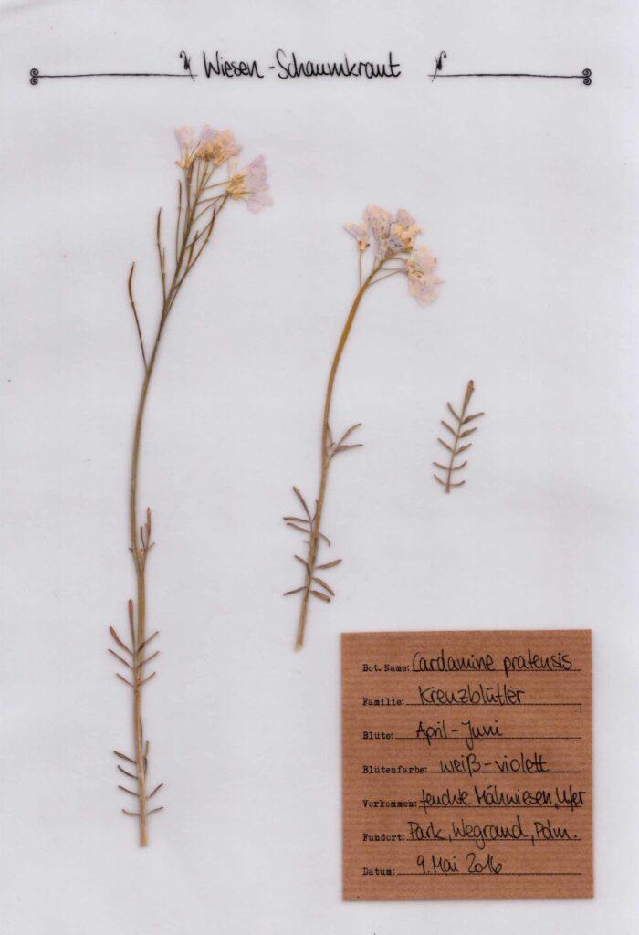 Das Wiesenschaumkraut im Herbal Hunter Pflanzenportrait im digitalem Herbarium