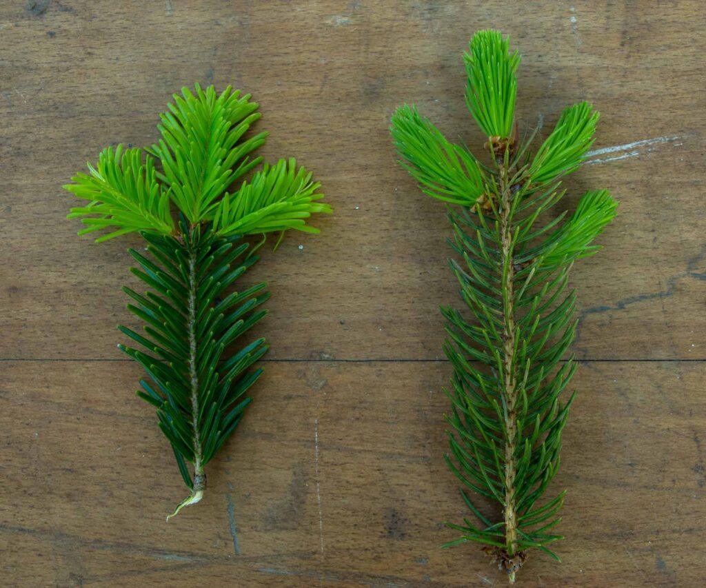 Herbal Hunter. Waldkonfekt aus Fichtenspitzen. Fichte-Tanne. Kräuterwanderungen in Potsdam