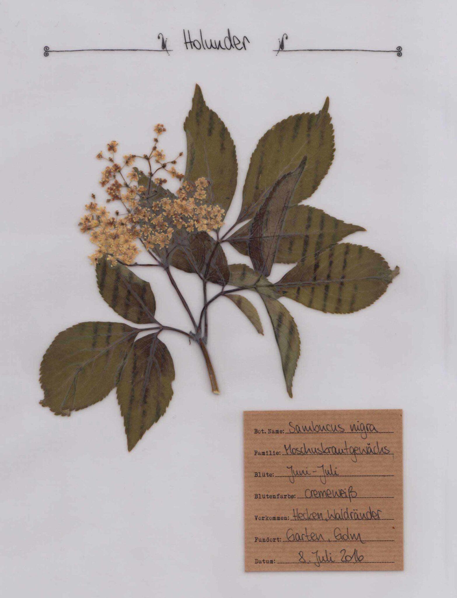 Der Holunder im Herbal Hunter Herbarium
