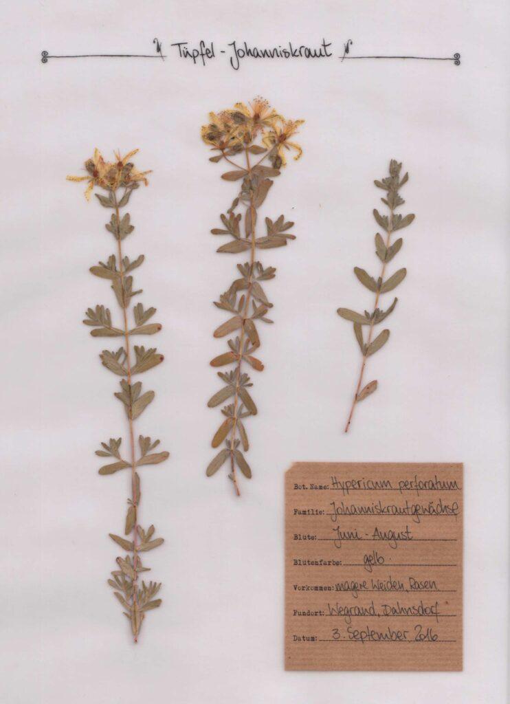 Das Johanniskraut im Herbal Hunter Herbarium