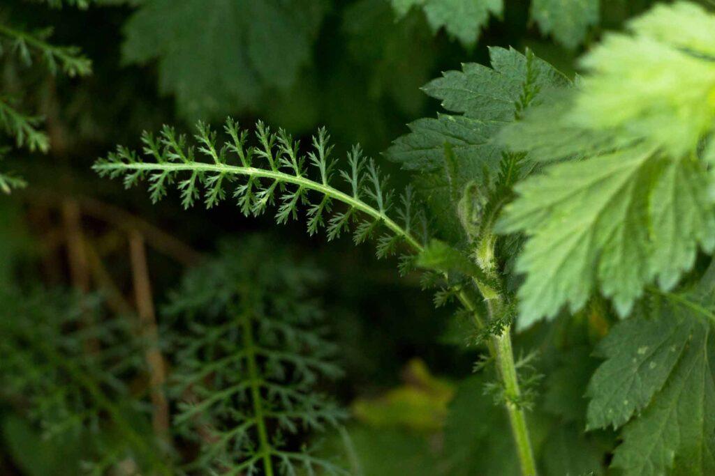 Schafgarbe-Blatt. Herbal Hunter. digitales Herbarium