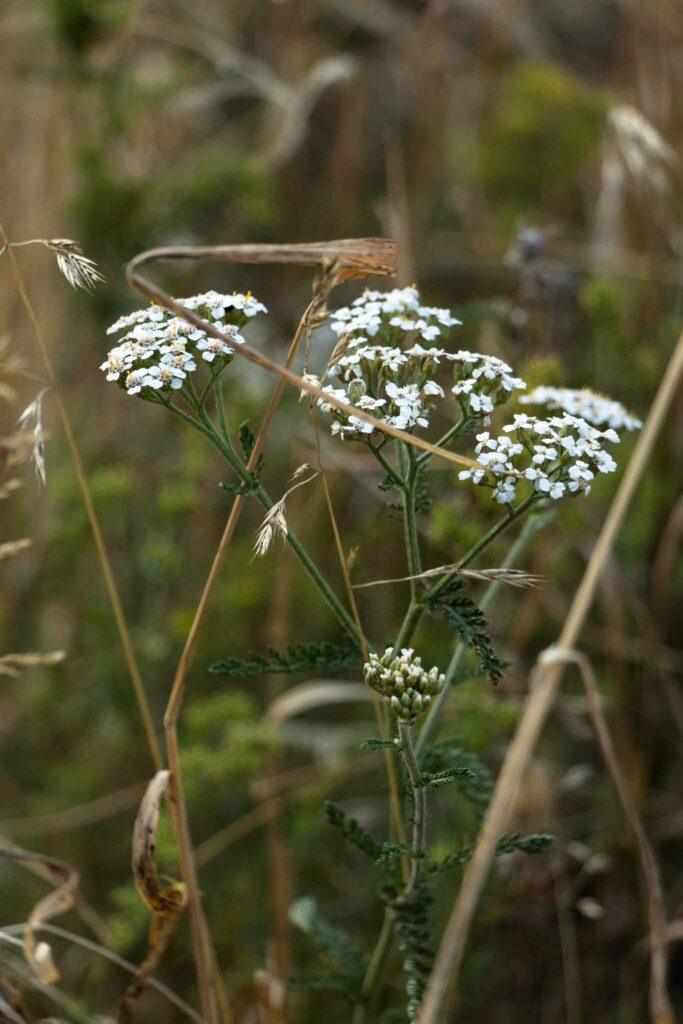 Schafgarbe. Herbal Hunter. digitales Herbarium
