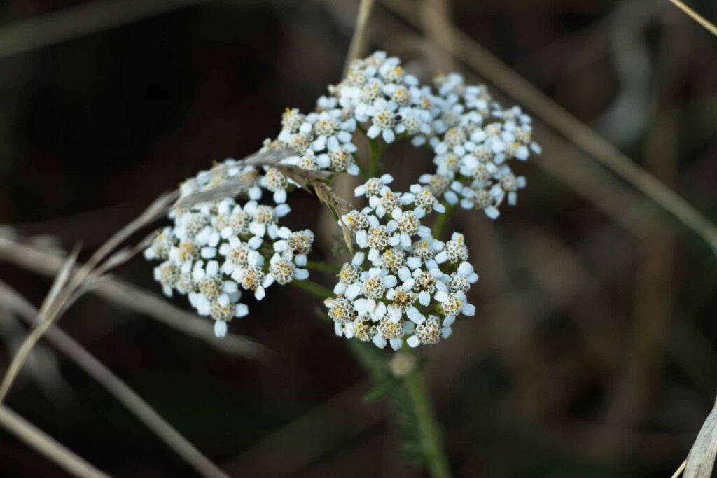 Herbal Hunter Kräuterblog Angebote Kräuterwanderungen in Potsdam