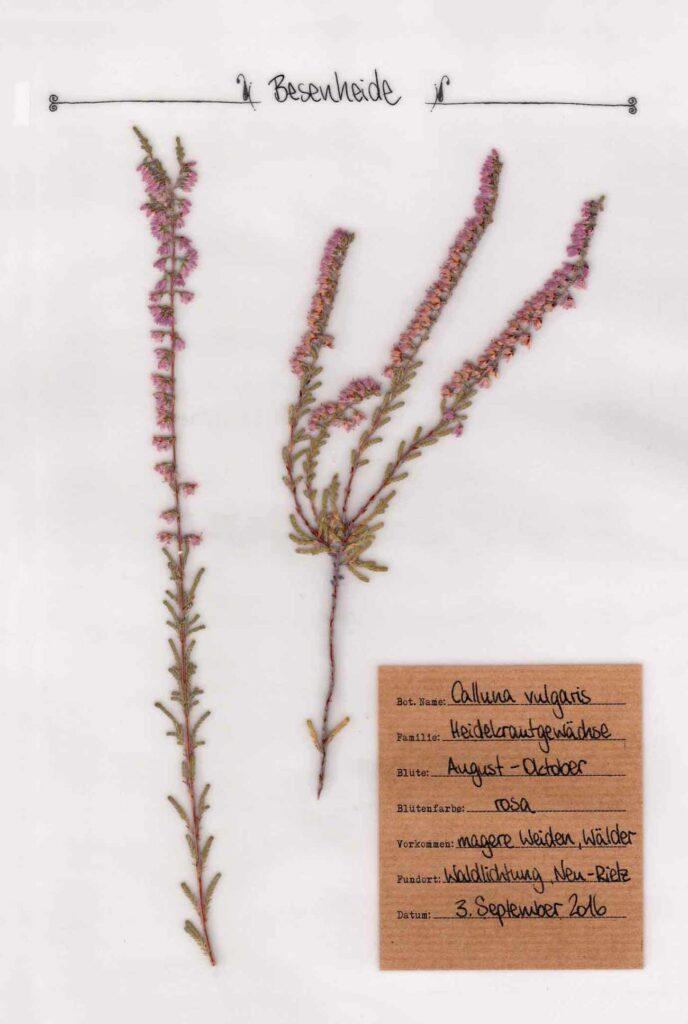 Die Besenheide im Herbal Hunter Herbarium