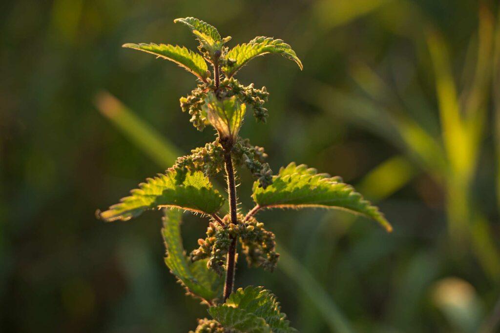 Brennnessel-Gomasio mit wildem Pfeffer – Herbal Hunter – saisonale Kräuterküche