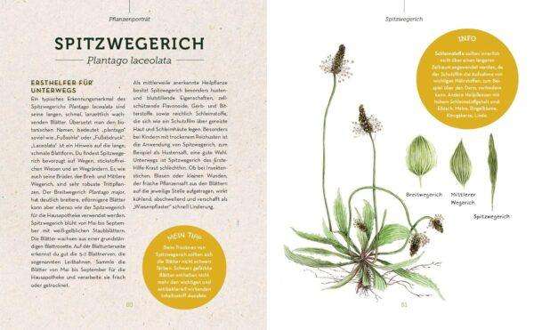 Buch Die Kraft der Heilkräuter Claudia Zesche