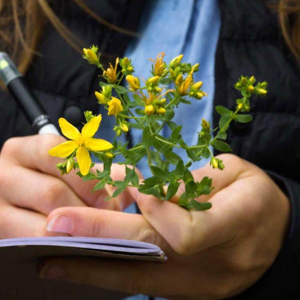 Kräuterwanderungen- und Workshops in Potsdam von Herbal Hunter