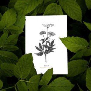 Herbal Hunter Shop mit ausgewählten und Produkten für die Kräuterjagd. Alles für EinsteigerInnen und Fortgeschrittene KräuterjägerInnen.